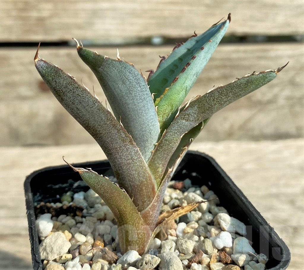 SHPR31884 Agave titanota 'Black and Blue' - immagine 2
