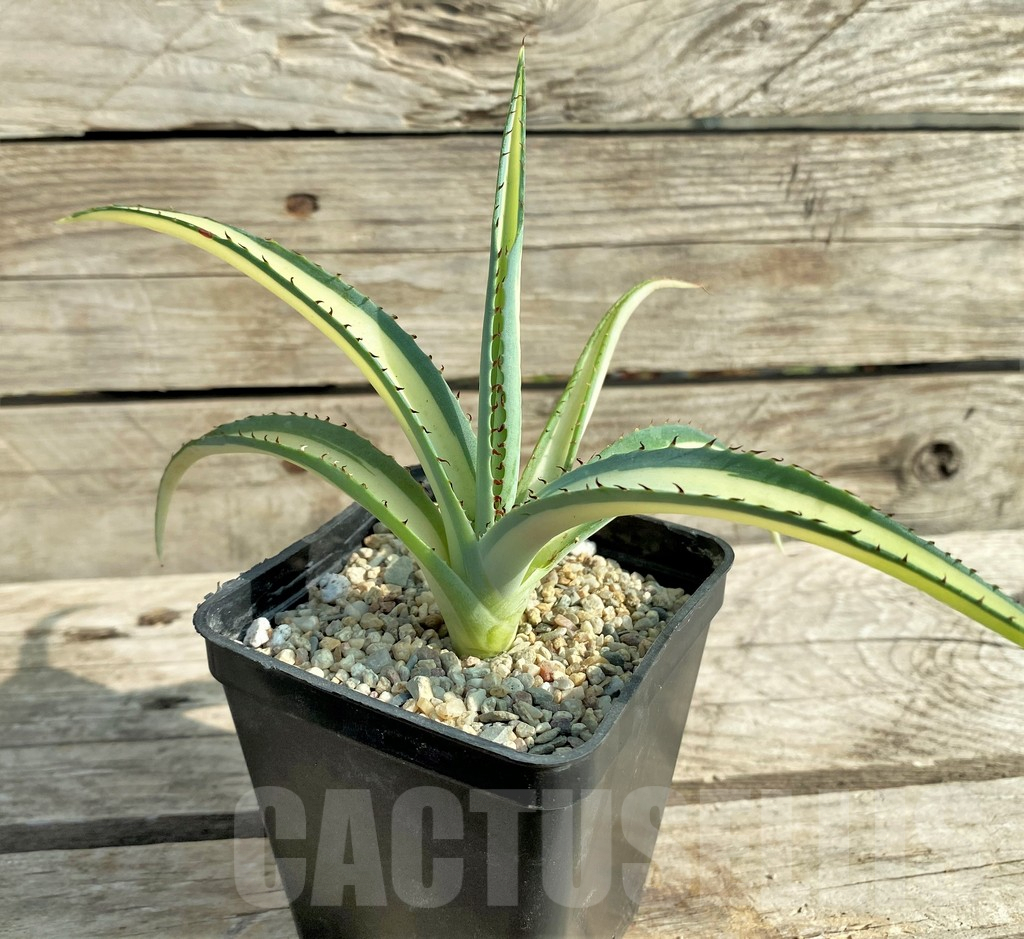 SHPR31885 Agave guiengola 'Mediopicta' - immagine 2