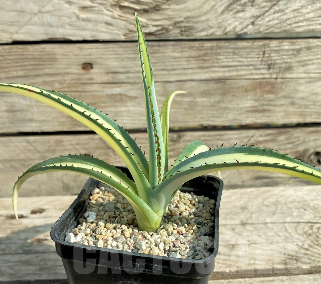 SHPR31885 Agave guiengola 'Mediopicta'