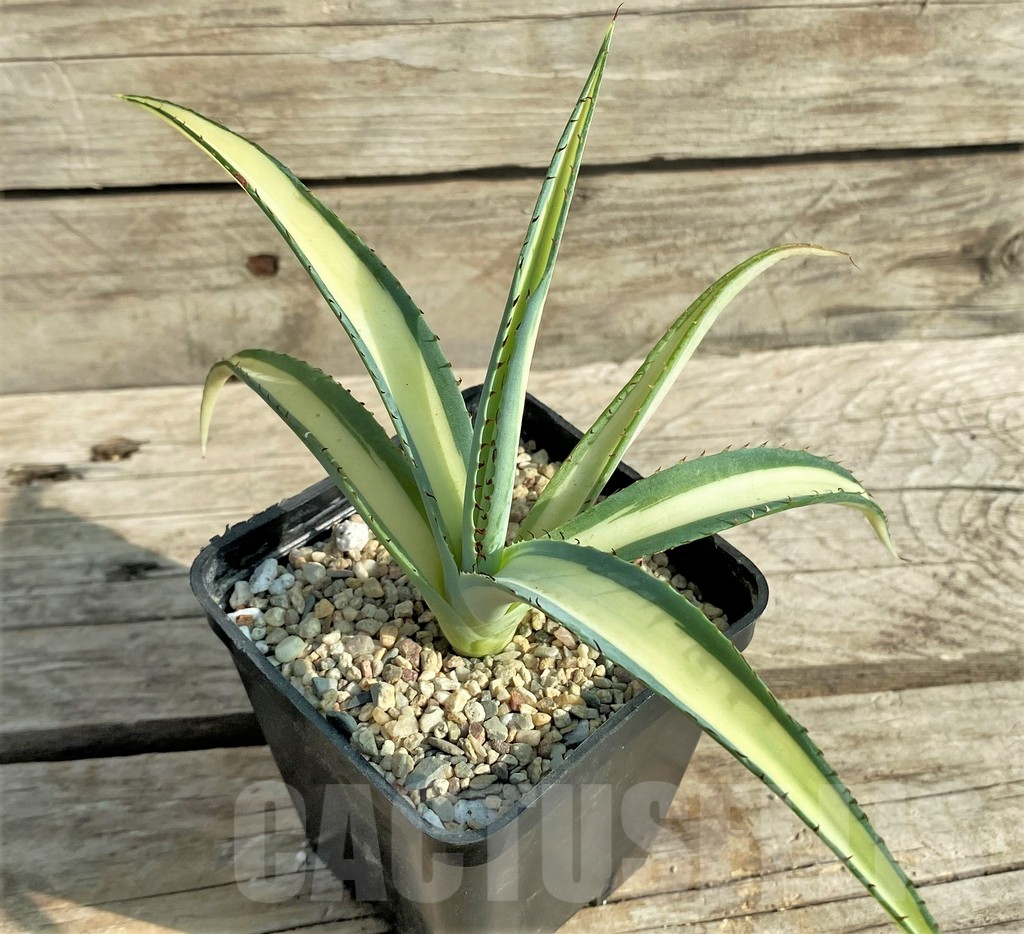 SHPR31885 Agave guiengola 'Mediopicta' - immagine 3