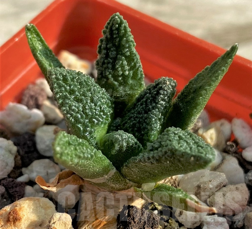 SHPR31889 Ariocarpus bravoanus