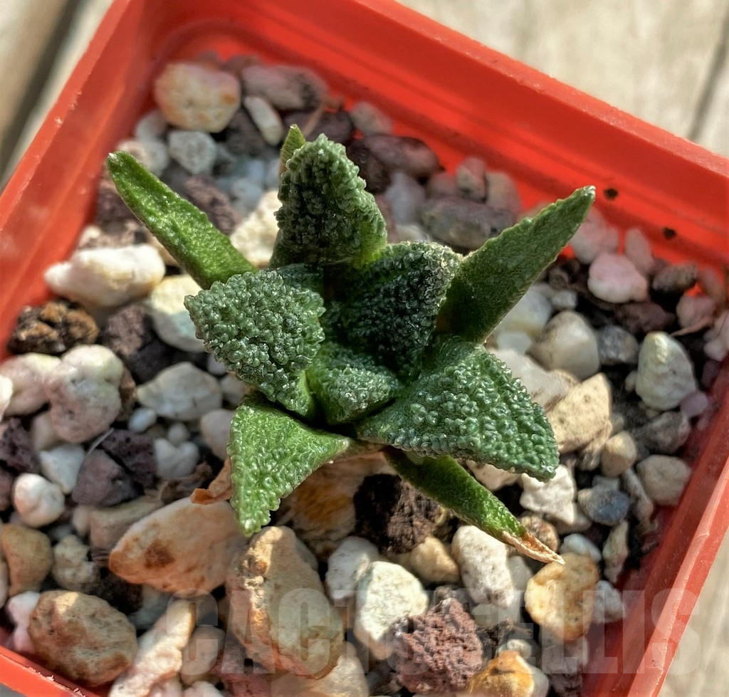 SHPR31889 Ariocarpus bravoanus - Obrázek 2