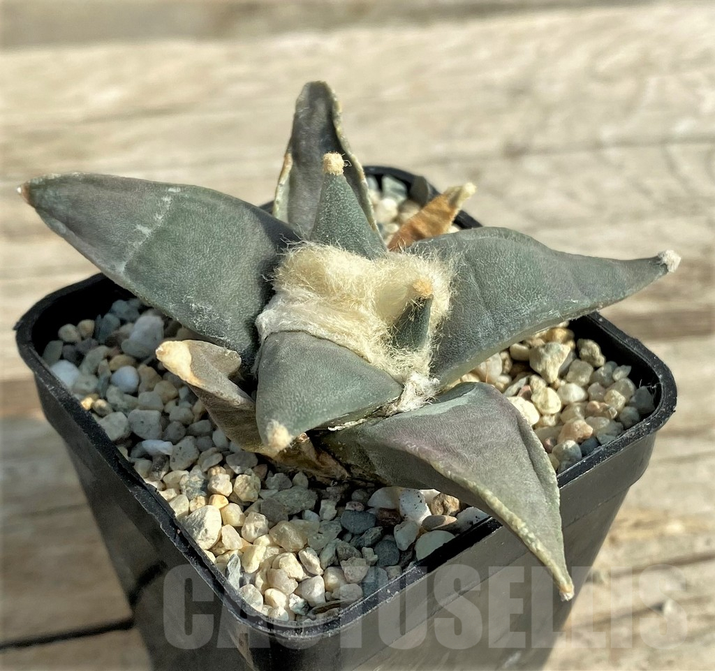 SHPR318891 Ariocarpus retusus