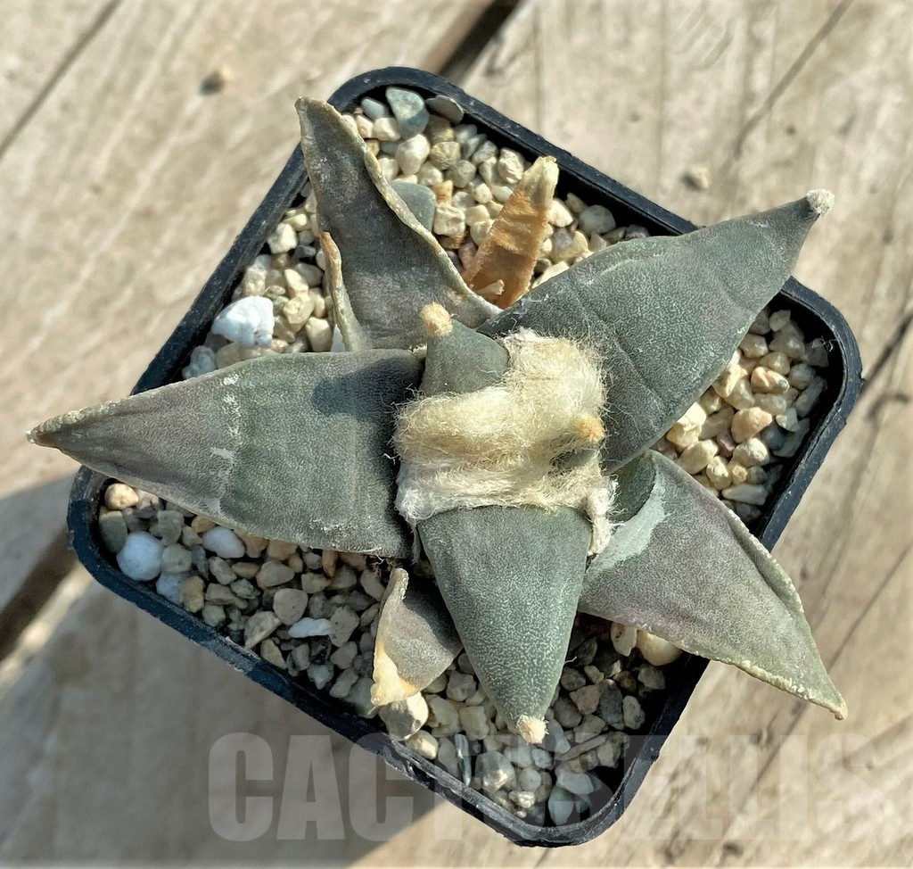 SHPR318891 Ariocarpus retusus - Obrázek 2