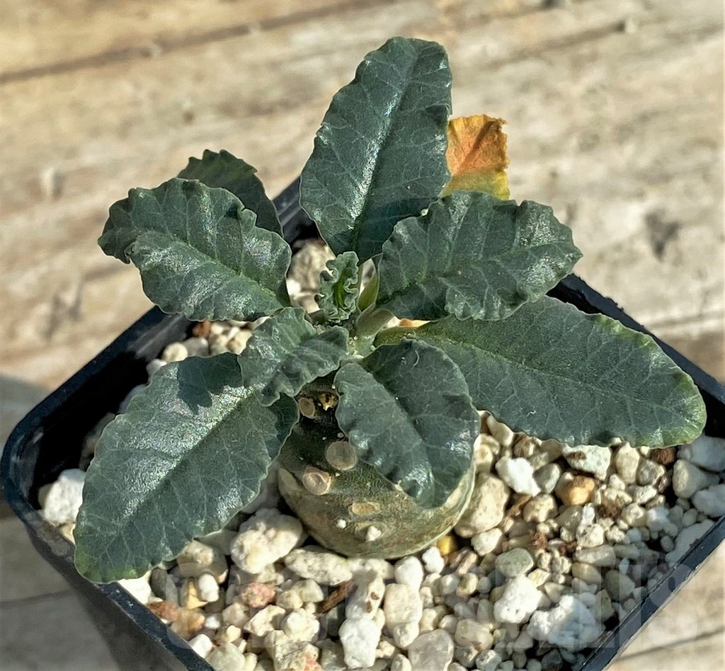 SHPR31892 Dorstenia lavrani - Obrázek 2