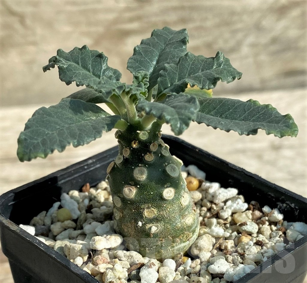 SHPR31892 Dorstenia lavrani