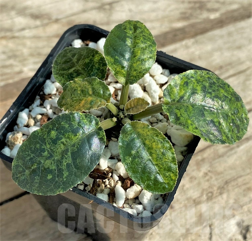 SHPR31894 Dorstenia foetida f. variegata