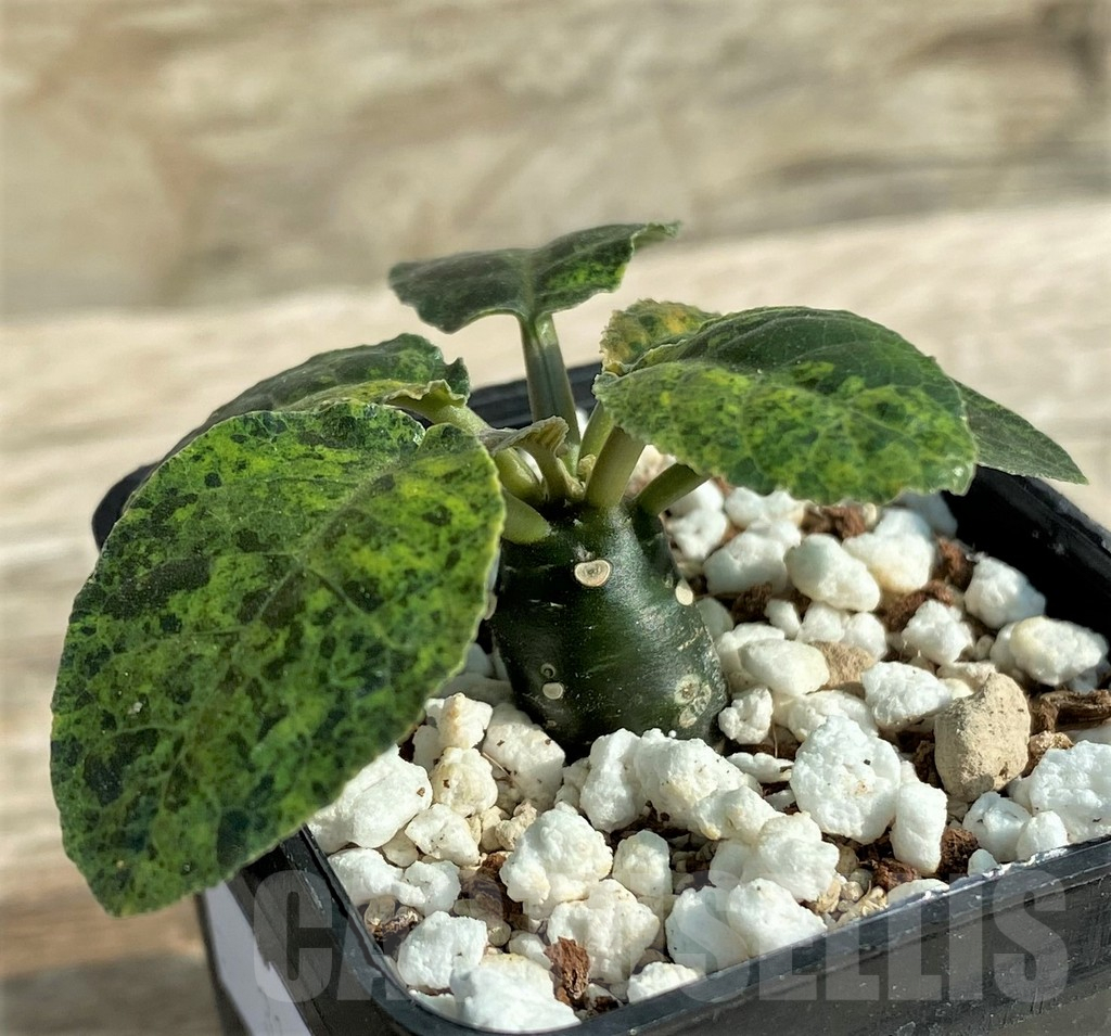 SHPR31894 Dorstenia foetida f. variegata - Obrázek 2