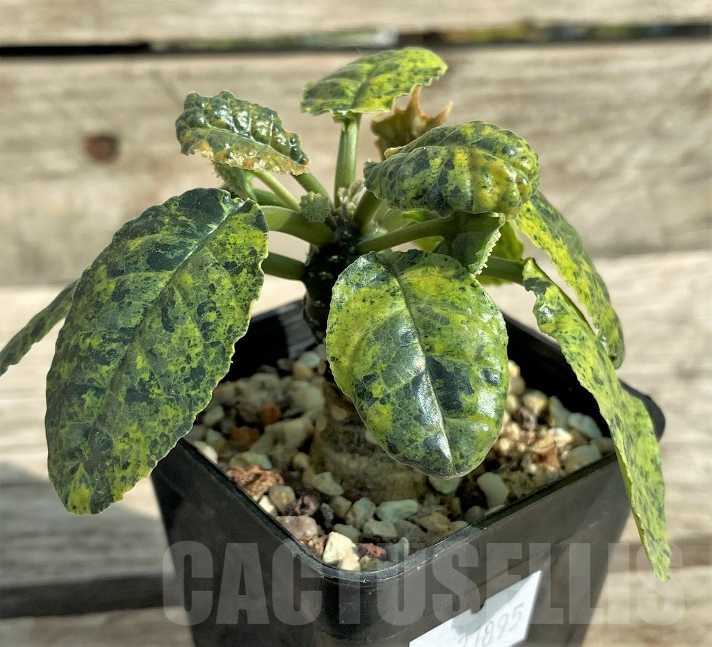 SHPR31895 Dorstenia foetida f. variegata