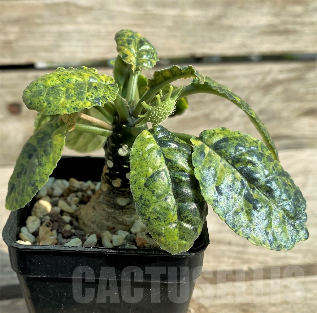 SHPR31895 Dorstenia foetida f. variegata - Obrázek 2