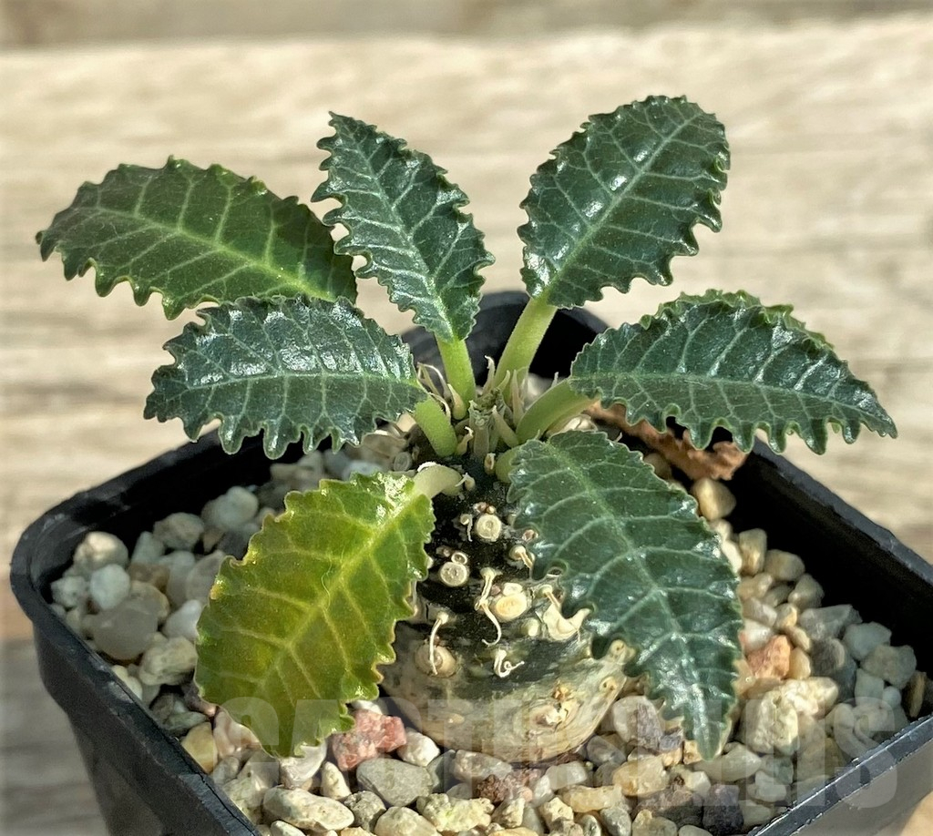 SHPR31896 Dorstenia sp. Lav 23877