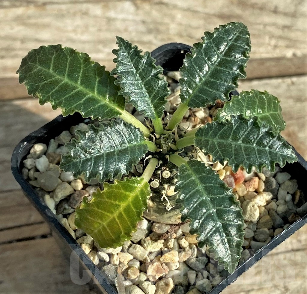 SHPR31896 Dorstenia sp. Lav 23877 - Obrázek 2