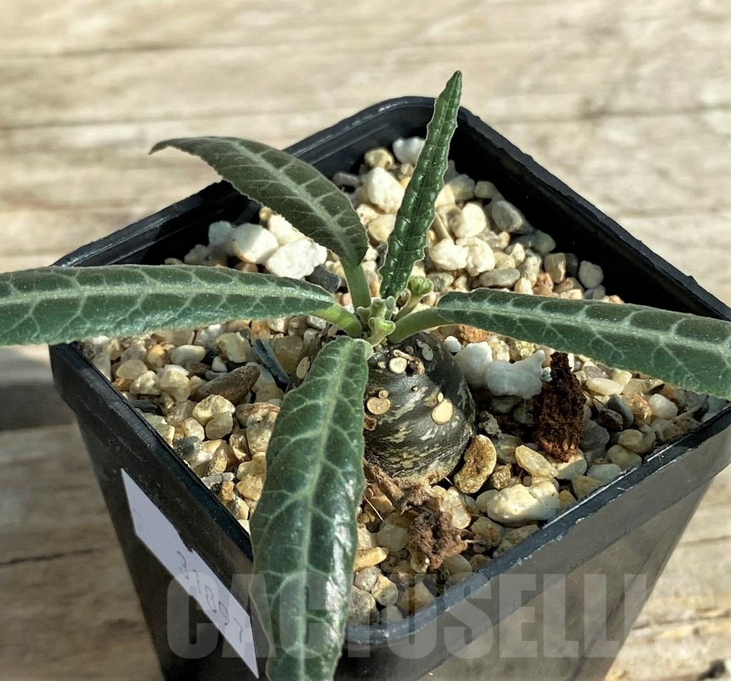 SHPR31897 Dorstenia lancifolia