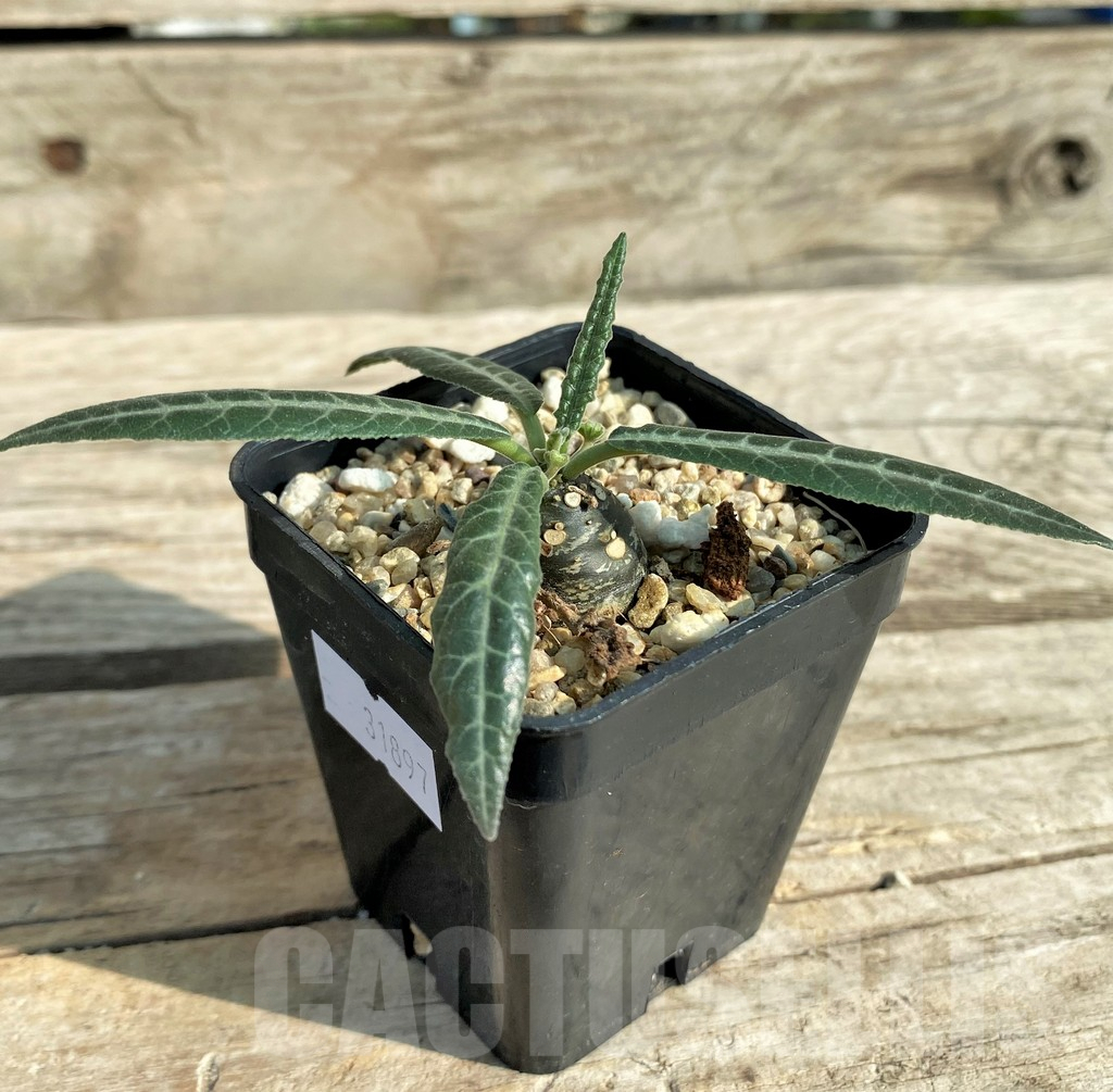 SHPR31897 Dorstenia lancifolia - Image 2