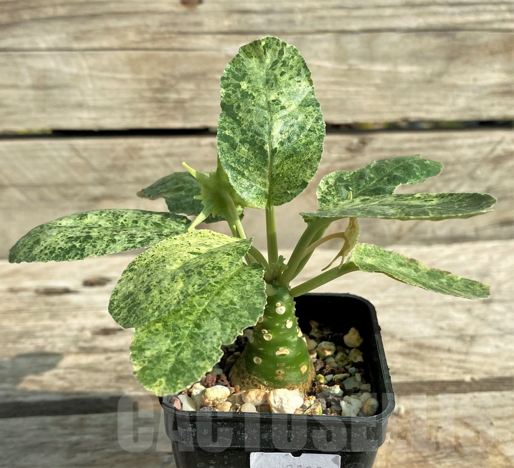 SHPR31900 Dorstenia foetida f. variegata