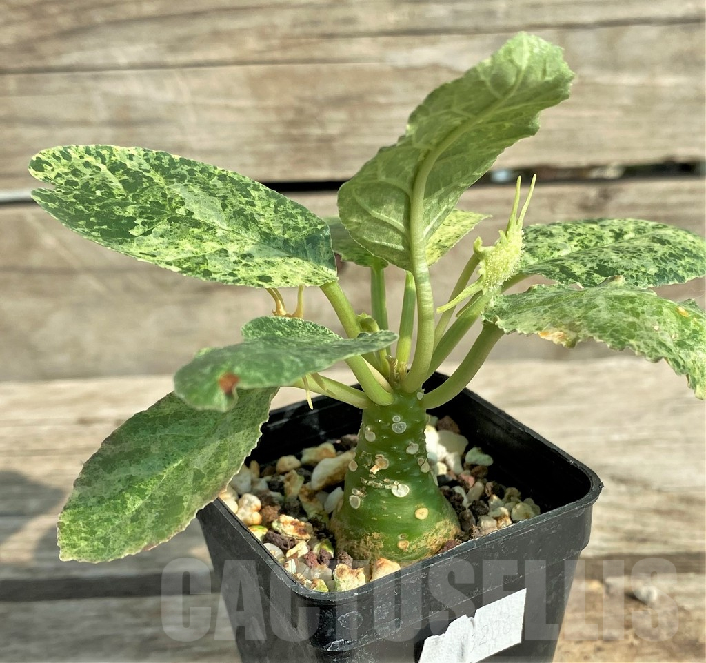 SHPR31900 Dorstenia foetida f. variegata - Image 2