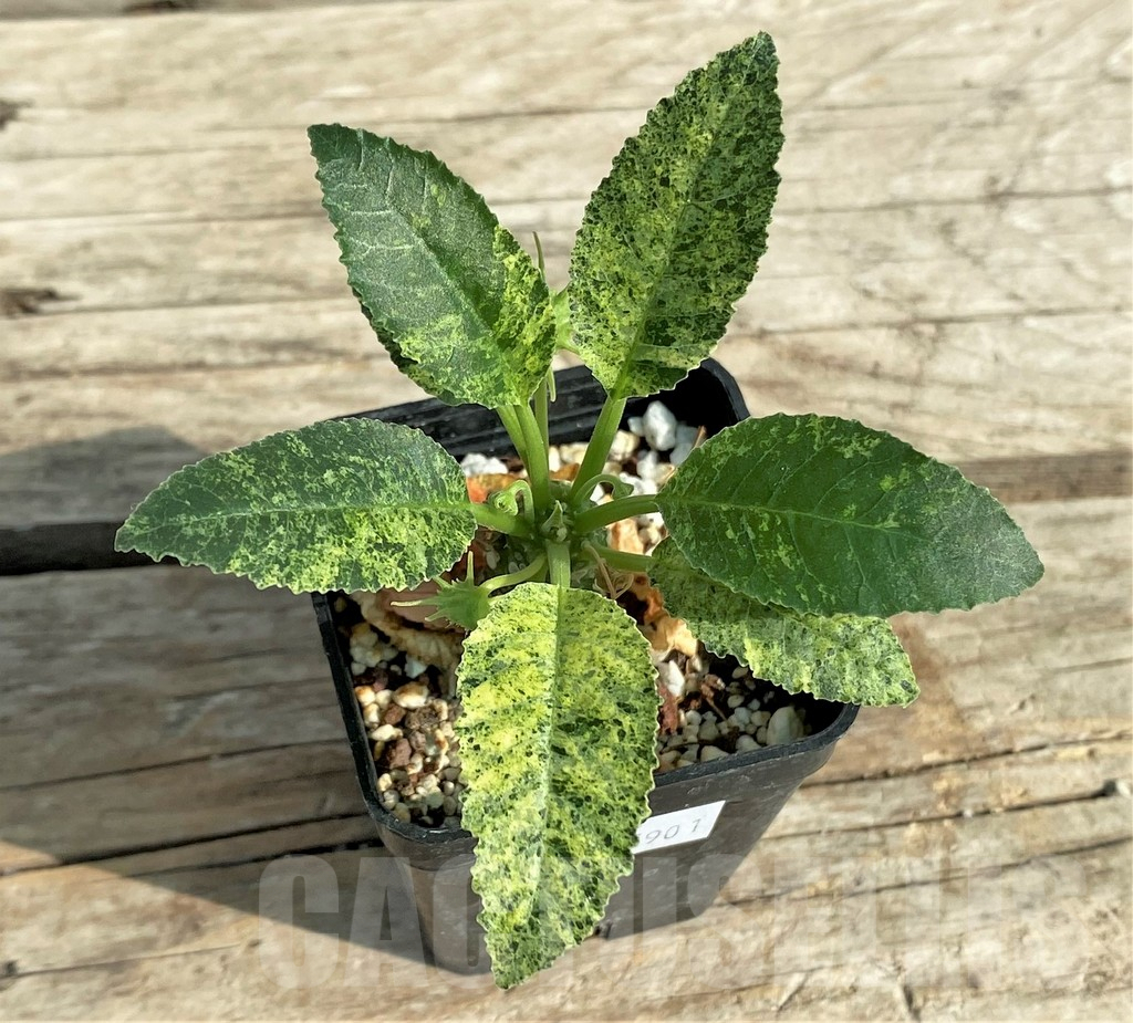 SHPR31901 Dorstenia hybrid f. variegata - Image 2