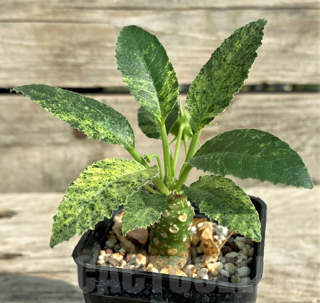 SHPR31901 Dorstenia hybrid f. variegata