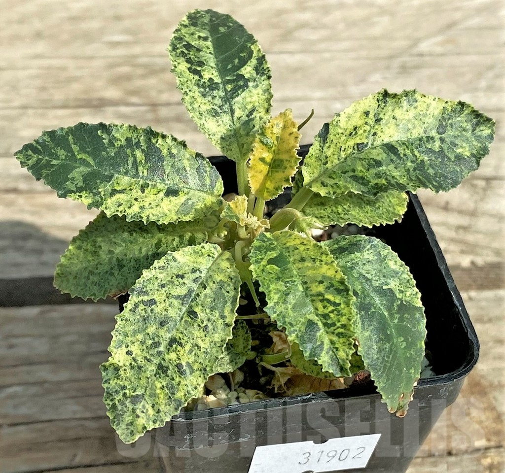 SHPR31902 Dorstenia hybrid f. variegata