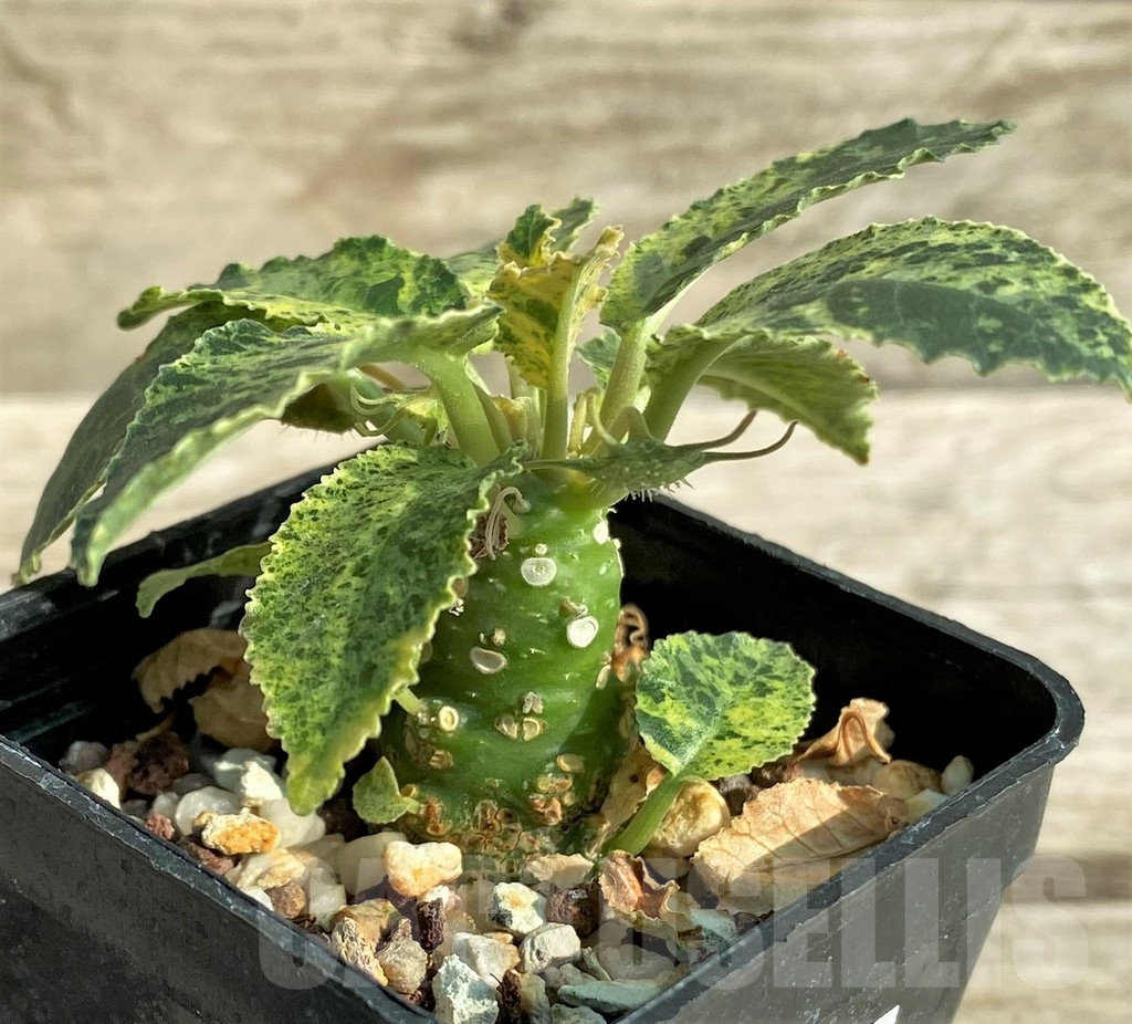 SHPR31902 Dorstenia hybrid f. variegata - Image 2