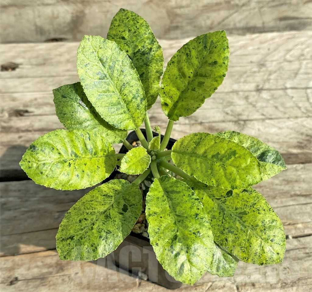 SHPR31903 Dorstenia hybrid f. variegata