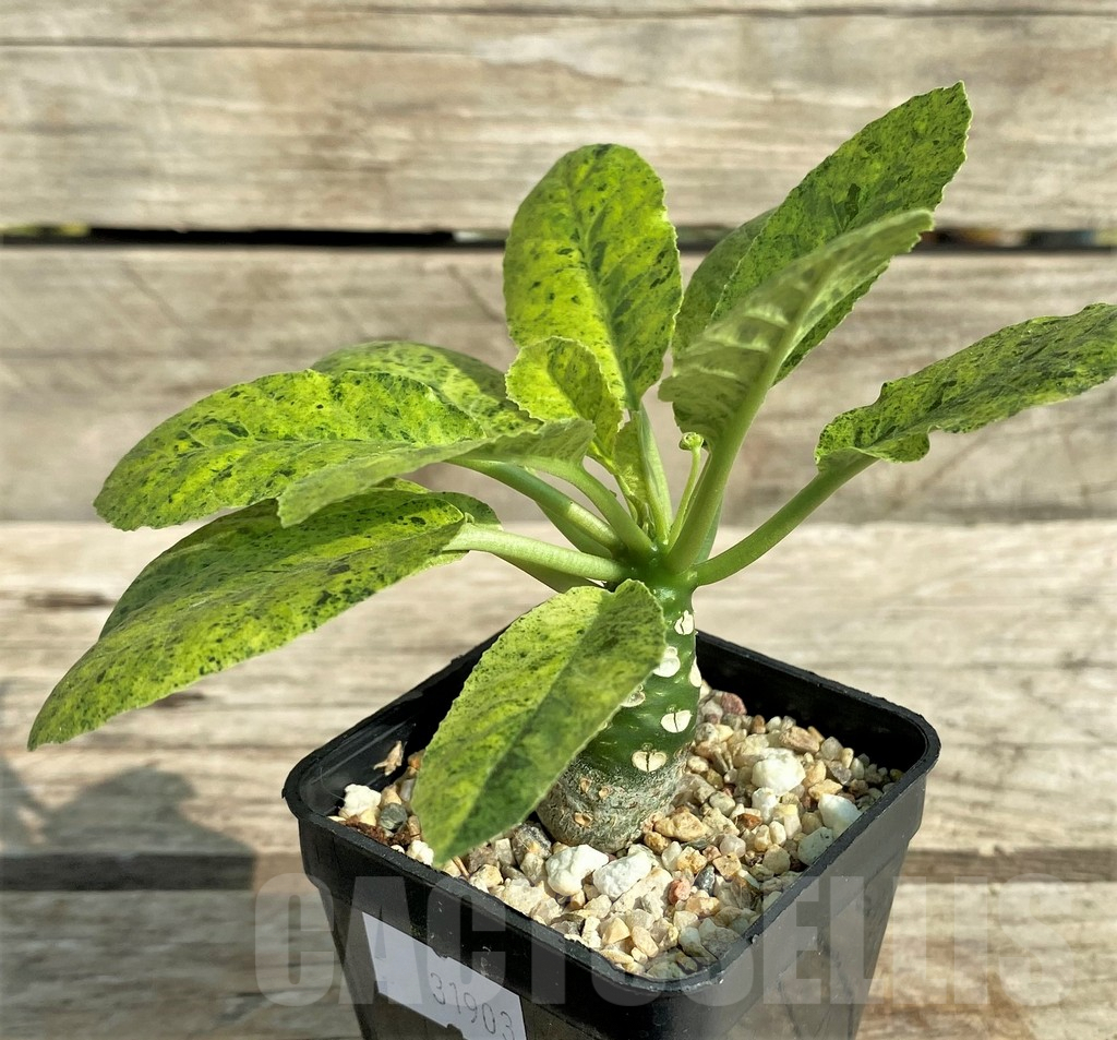 SHPR31903 Dorstenia hybrid f. variegata - Image 2