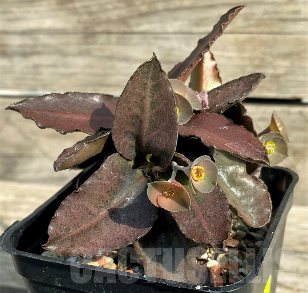 SHPR31904 Euphorbia francoisii hybrid - Image 2