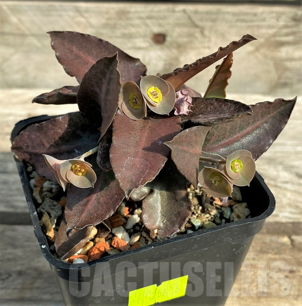 SHPR31904 Euphorbia francoisii hybrid