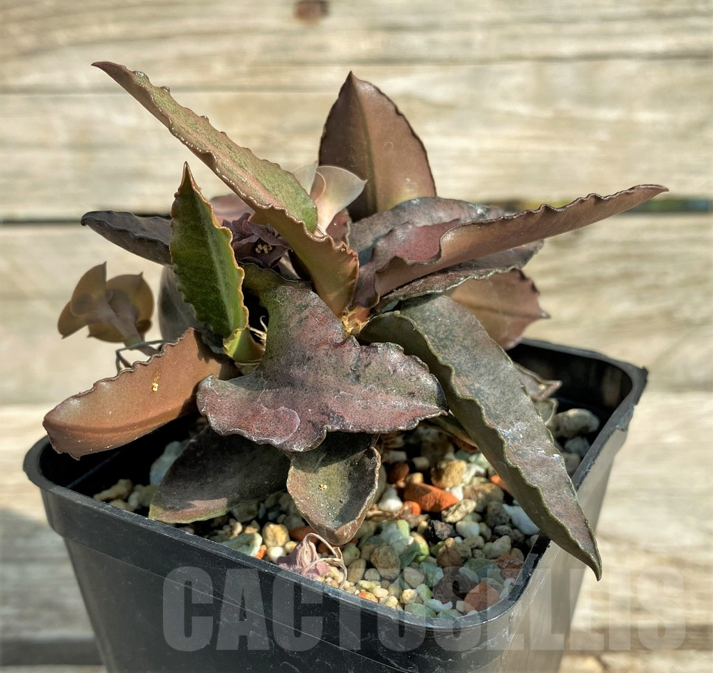 SHPR31904 Euphorbia francoisii hybrid - Image 3