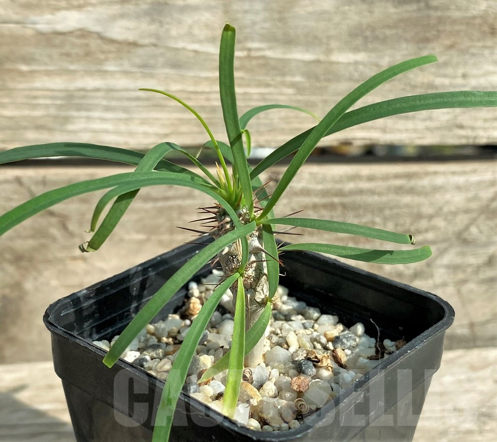 SHPR31906 Euphorbia gottlebei - Image 2