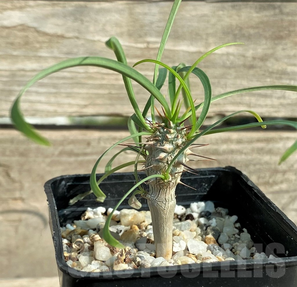 SHPR31906 Euphorbia gottlebei