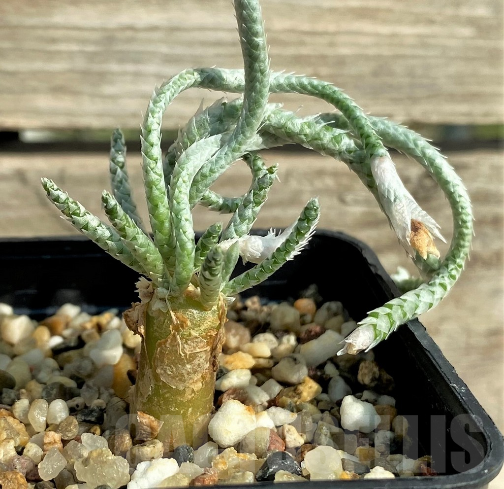 SHPR31907 Avonia quinaria