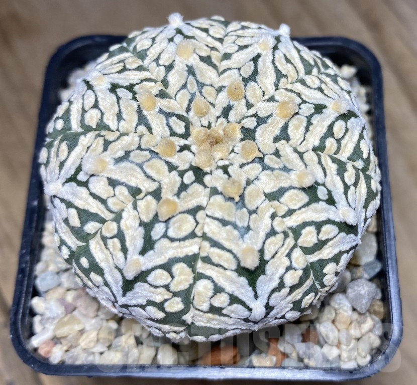 VVG31964 Astrophytum asterias ‘Super Kabuto’ V-type
