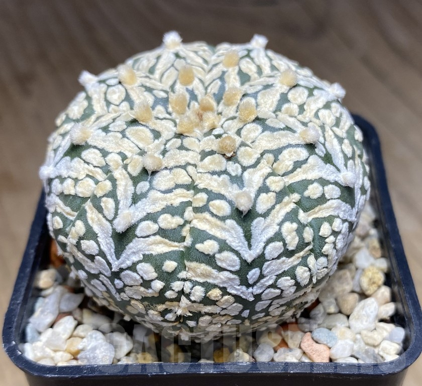 VVG31964 Astrophytum asterias ‘Super Kabuto’ V-type - immagine 2