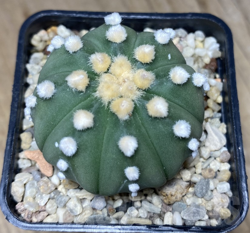 VVG31965 Astrophytum asterias ‘Ooibo' - immagine 2