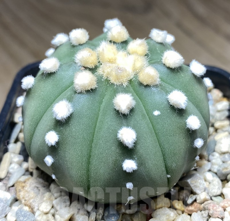 VVG31965 Astrophytum asterias ‘Ooibo'