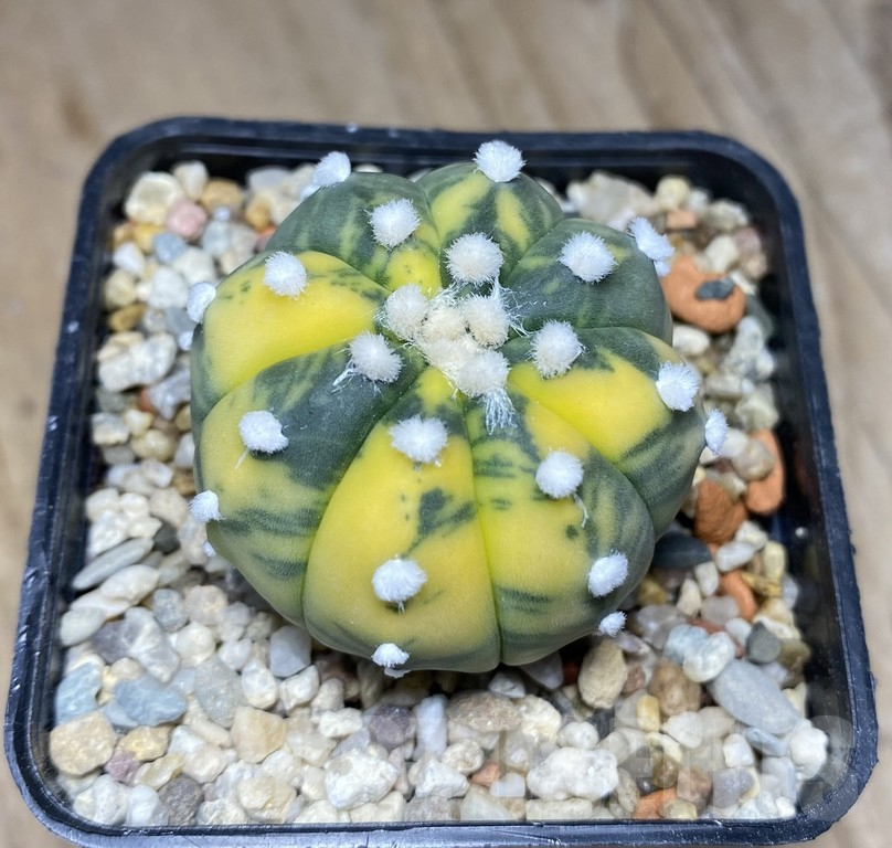 VVG31966 Astrophytum asterias 'Ooibo' f.variegata - immagine 2