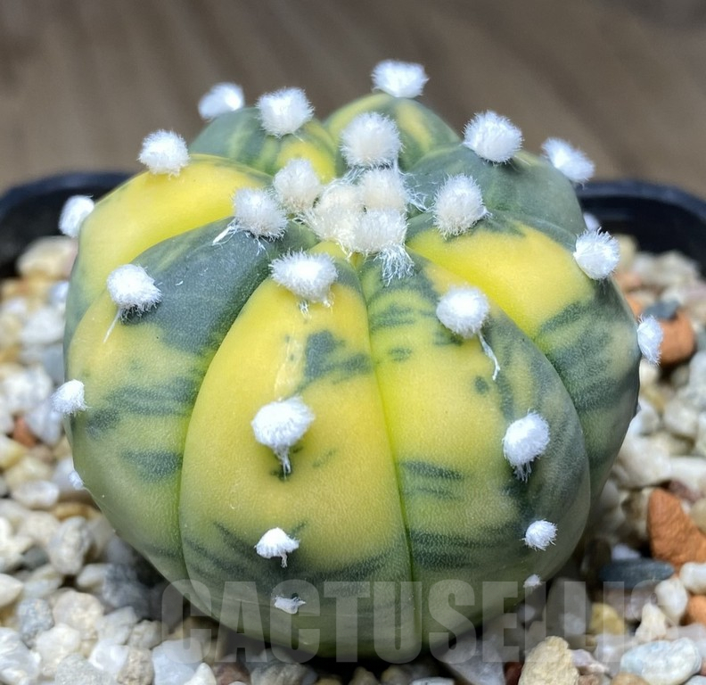 VVG31966 Astrophytum asterias 'Ooibo' f.variegata