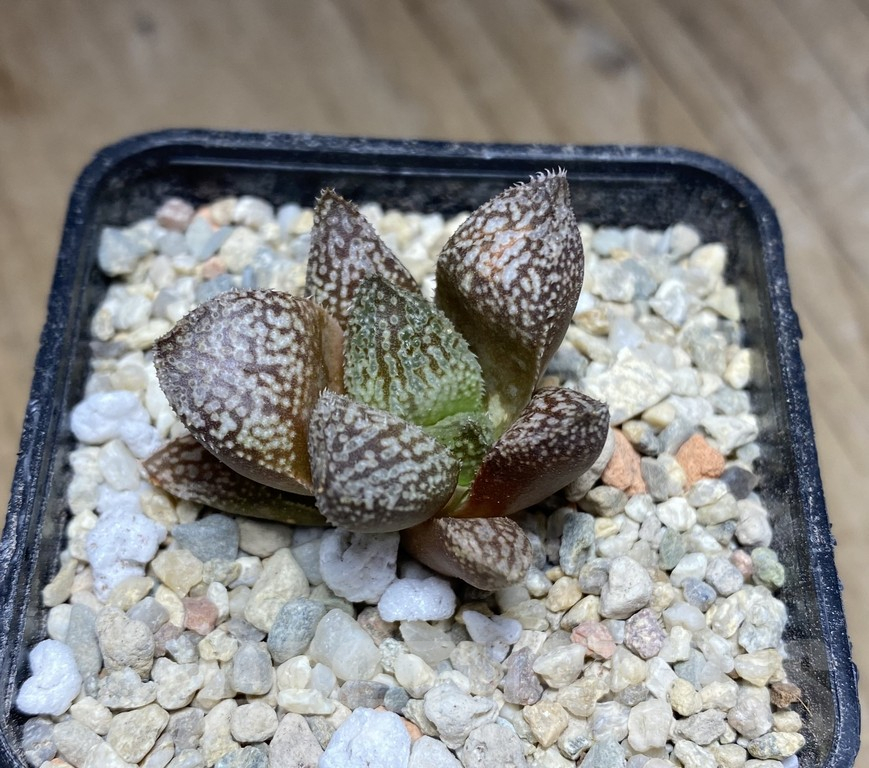 VVG31967 Haworthia splendens x 'Yulia' hybrid F2 - immagine 3
