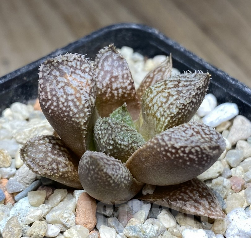 VVG31967 Haworthia splendens x 'Yulia' hybrid F2 - immagine 2