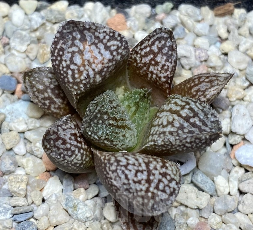 VVG31967 Haworthia splendens x 'Yulia' hybrid F2