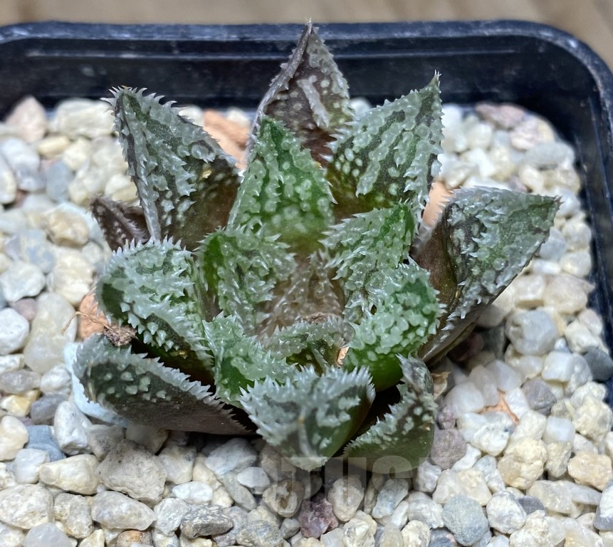 VVG31968 Haworthia VVV30 x'Gorbi'