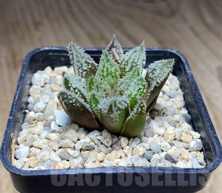 VVG31968 Haworthia VVV30 x'Gorbi' – Image 2