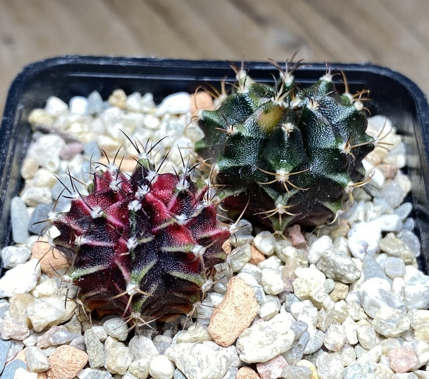 VVG31978 Gymnocalycium mix