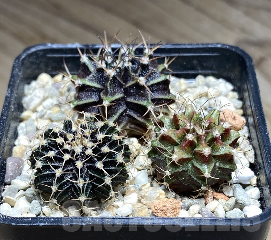 VVG31979 Gymnocalycium mix