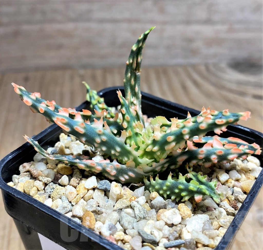 SHPR32019 Aloe TCT hybrid - Image 2