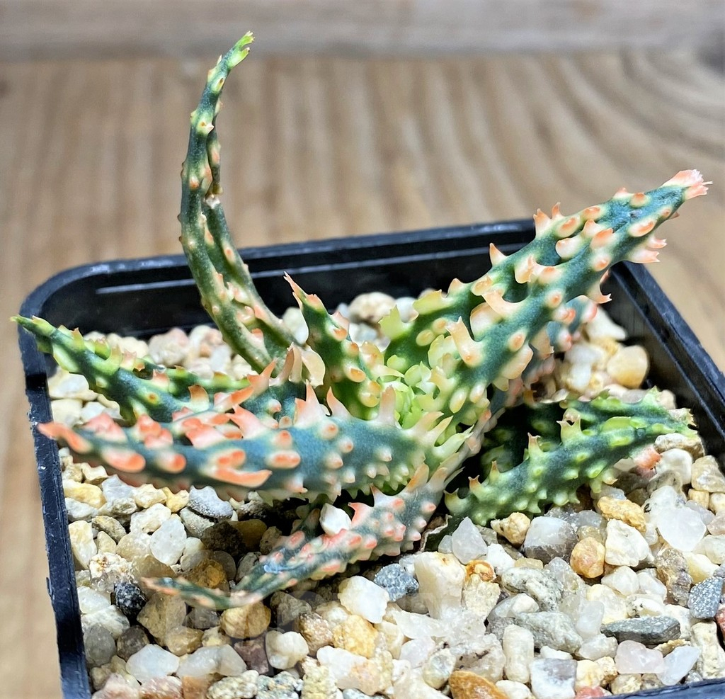 SHPR32019 Aloe TCT hybrid