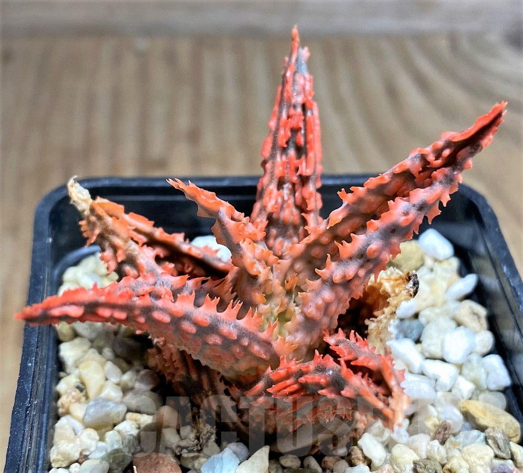 SHPR32021 Aloe TCT hybrid