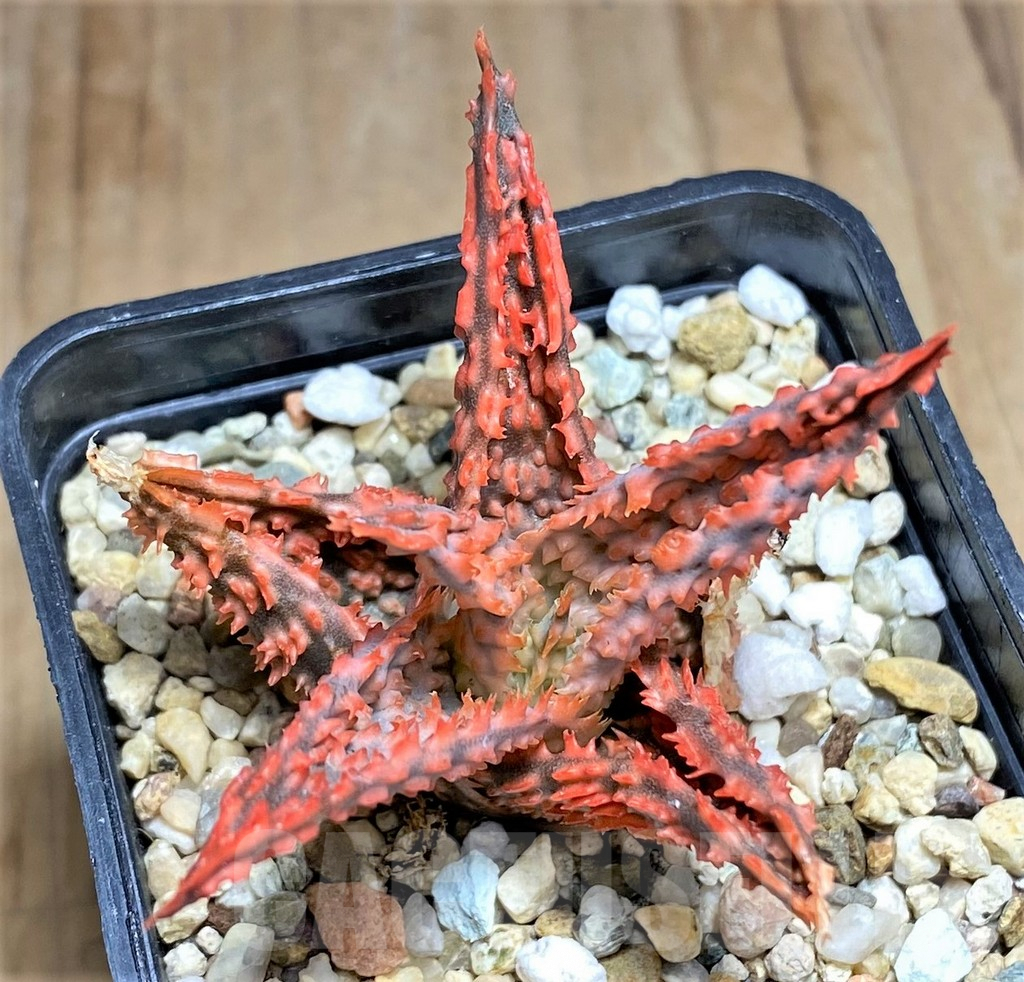 SHPR32021 Aloe TCT hybrid - Obrázek 2