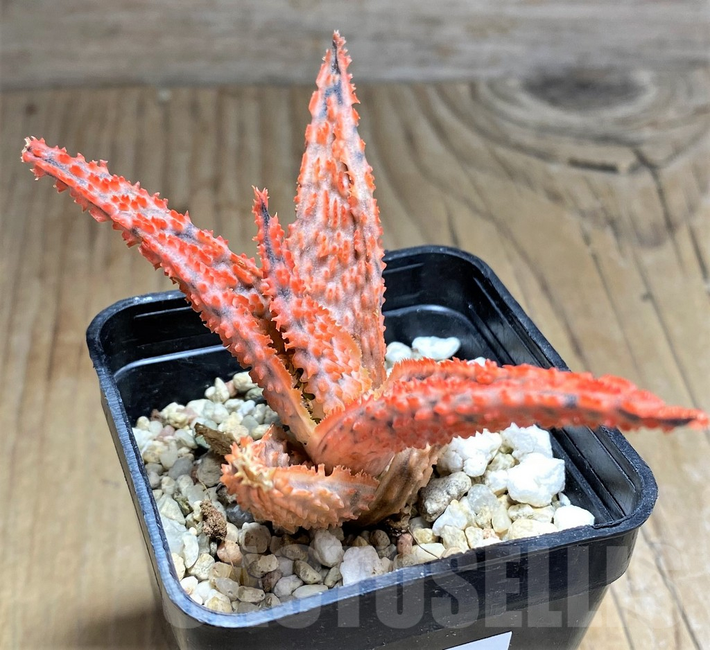 SHPR32022 Aloe TCT hybrid